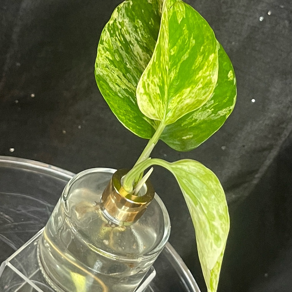 Green and White Pothos Plant in Glass Vase